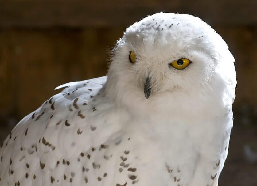 Snowy Owl & Friends Birds Of Prey Centre | Winter WonderlandWinter ...